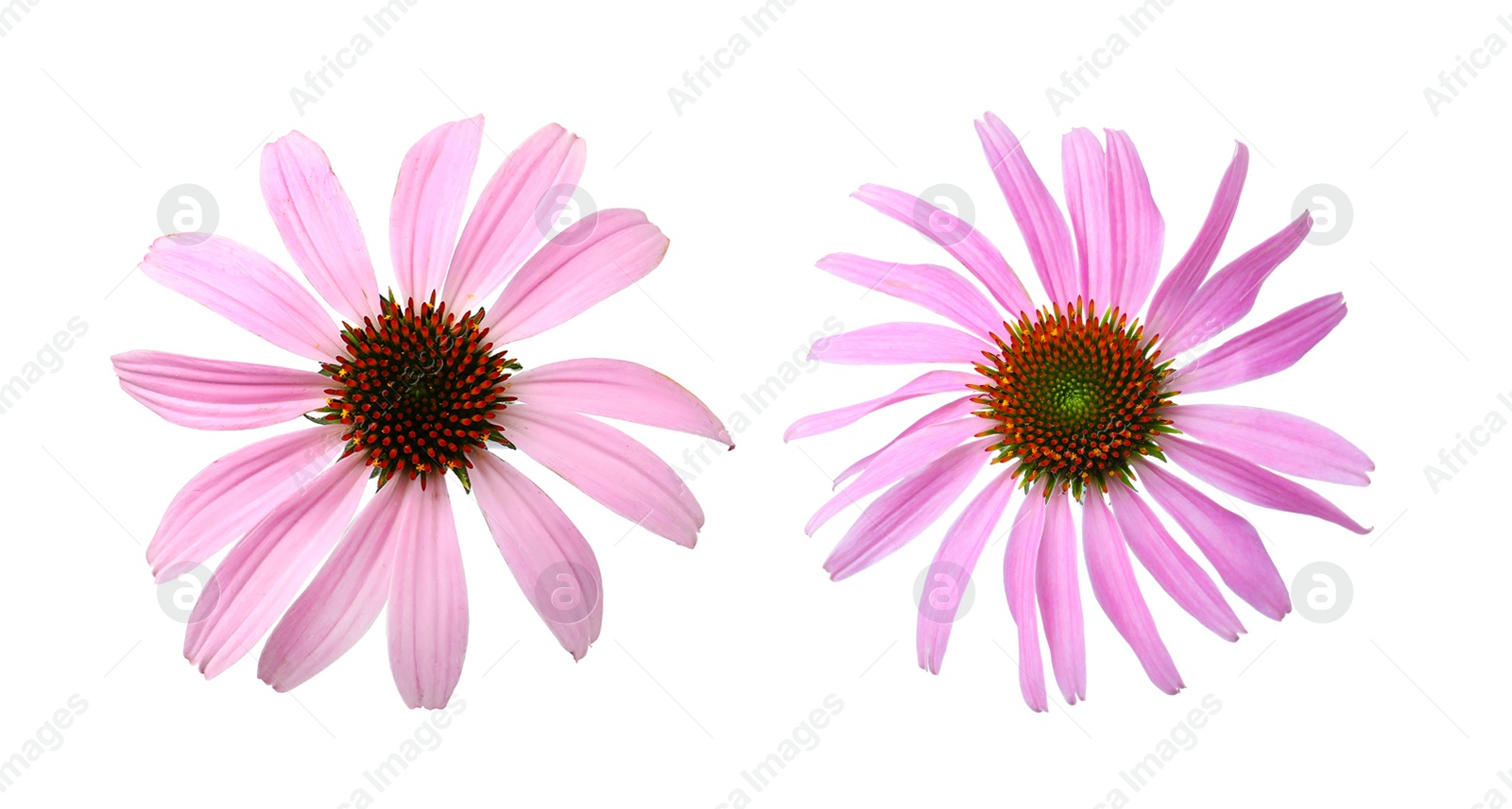 Image of Beautiful echinacea flowers on white background, collage. Banner design