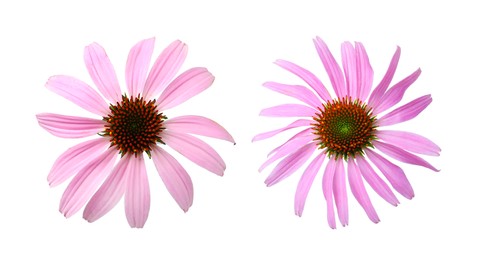Image of Beautiful echinacea flowers on white background, collage. Banner design