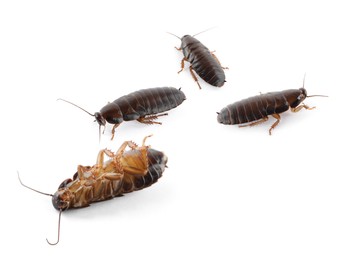 Image of Group of brown cockroaches on white background. Pest control