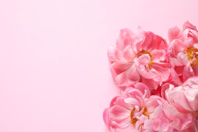 Photo of Beautiful peonies on pink background, flat lay. Space for text