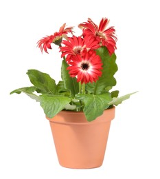 Photo of Gerbera flower in terracotta pot on white background