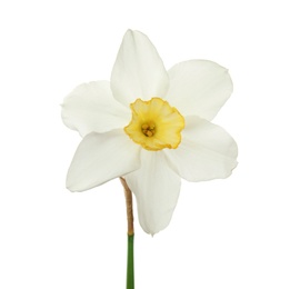 Photo of Beautiful daffodil on white background. Fresh spring flower