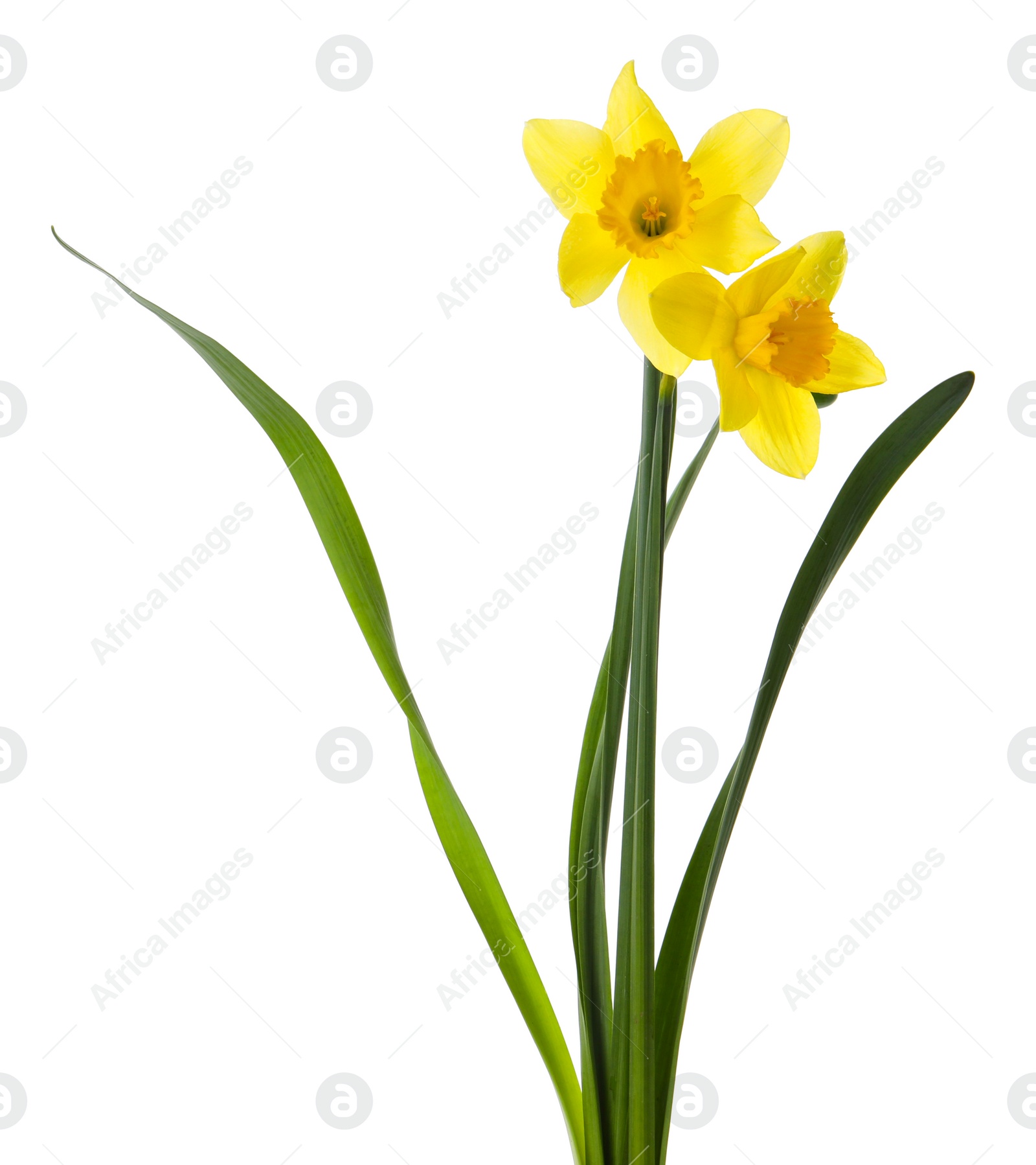 Photo of Beautiful blooming yellow daffodils on white background