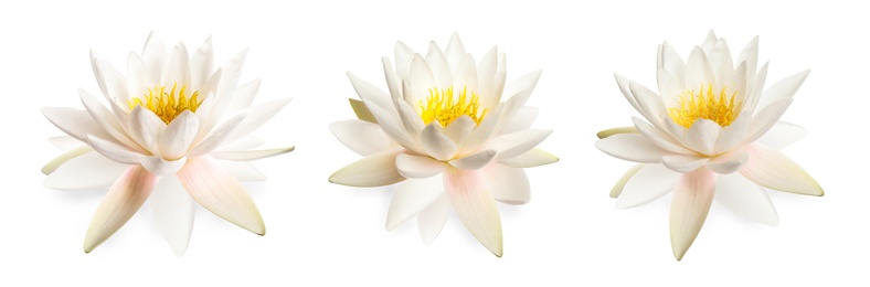 Image of Set of beautiful lotus flowers isolated on white