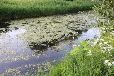 Photo of View of channel with green reeds on sunny day