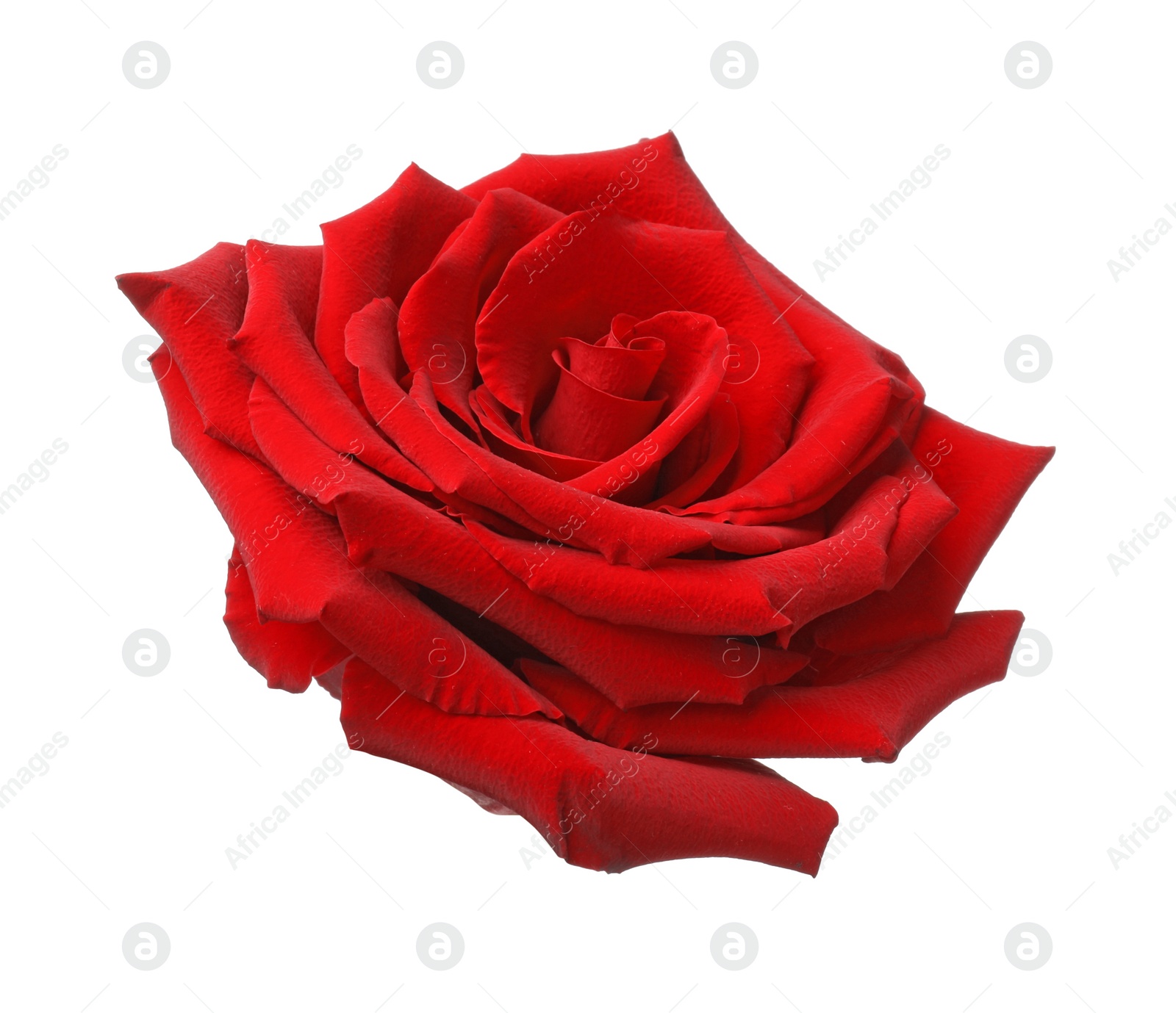 Photo of Beautiful fresh red rose isolated on white