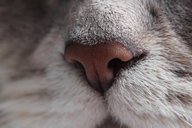 Photo of Cat, macro photo of nose. Cute pet