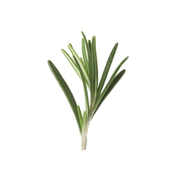 Photo of Fresh green rosemary leaves on white background