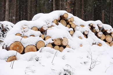 Photo of Pile of firewood covered with snow in forest