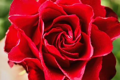 Photo of Beautiful blooming red rose in garden on summer day, closeup