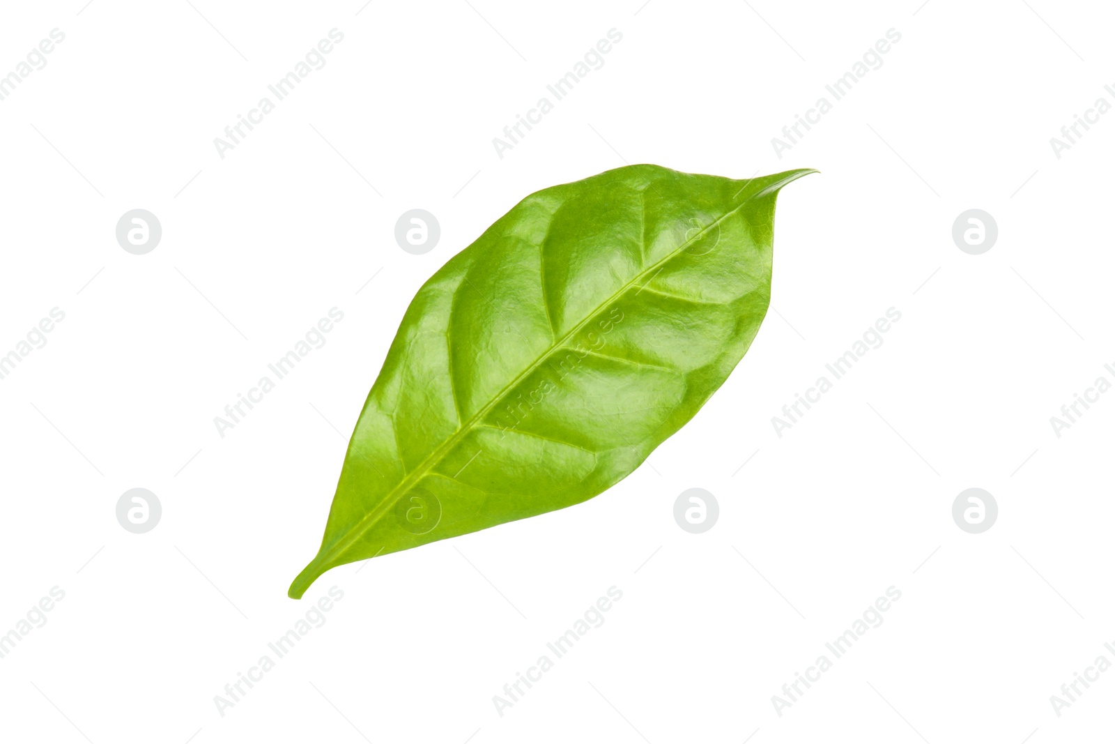 Photo of Leaf of coffee plant isolated on white