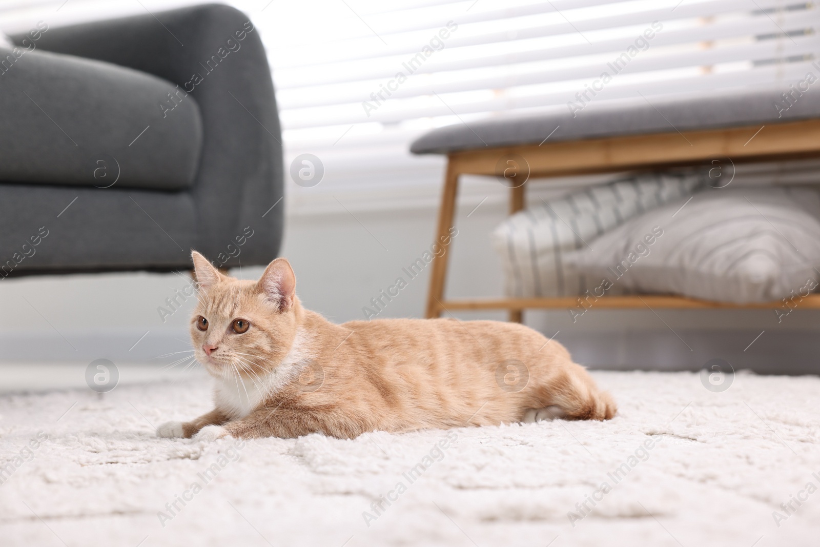 Photo of Cute ginger cat lying on floor at home