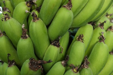 Photo of Unripe bananas growing on tree outdoors, closeup view