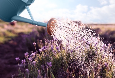 Photo of Watering blooming lavender flowers in field. Gardening tools