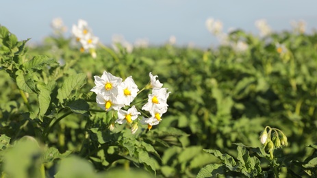 Photo of Beautiful field with blooming potato bushes on sunny day, closeup