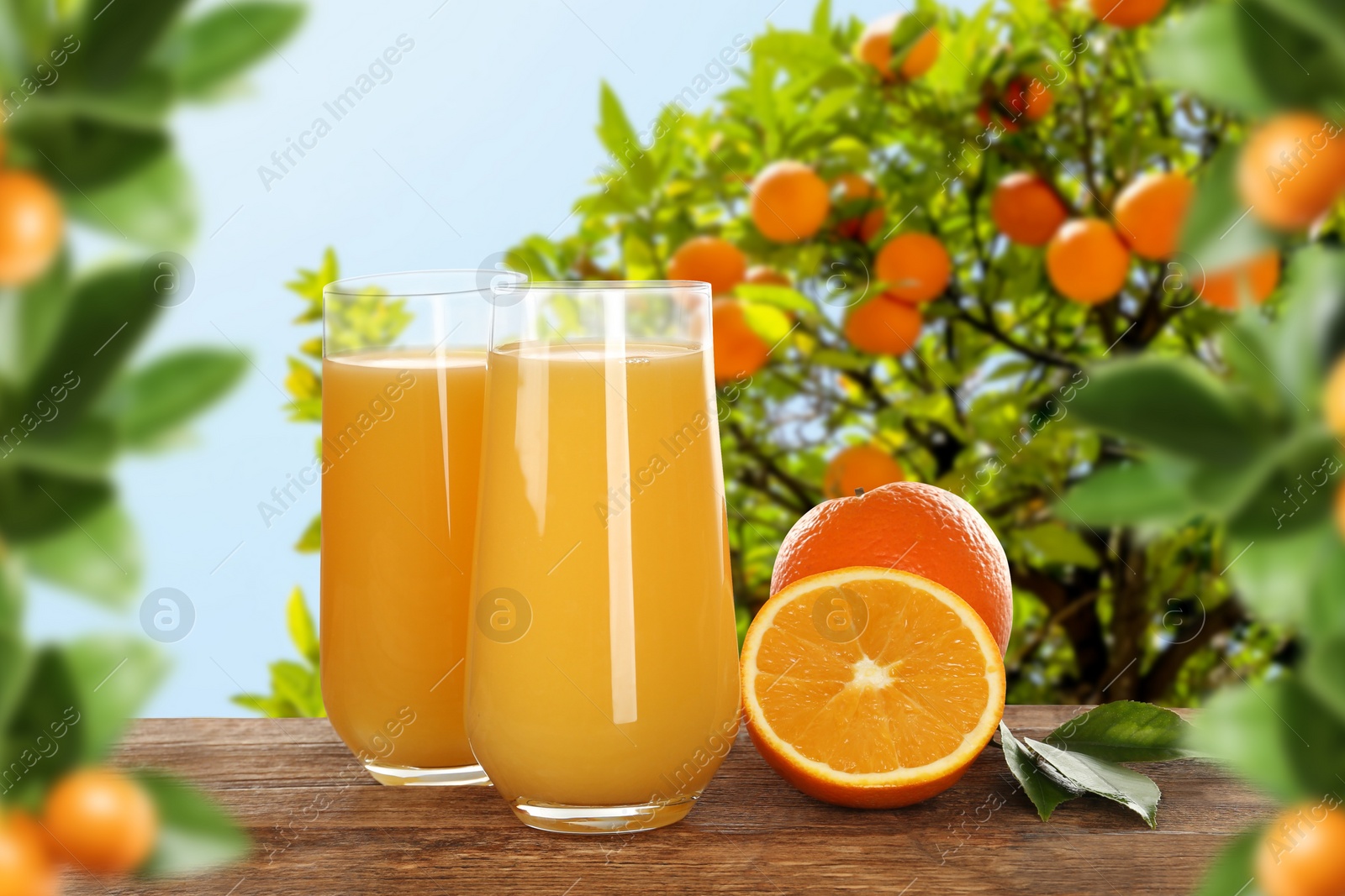 Fresh orange juice on wooden table in orchard Image of Fresh orange juice on wooden table in orchard