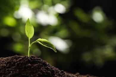 Photo of Young seedling in soil on blurred background, space for text