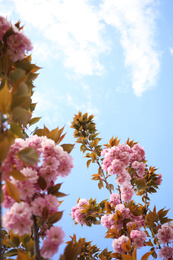 Photo of Closeup view of blossoming pink sakura tree outdoors