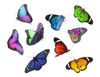 Image of Amazing different butterflies flying on white background