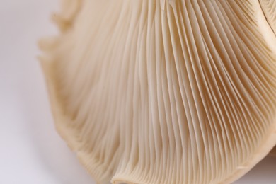 Fresh oyster mushroom on white background, macro view