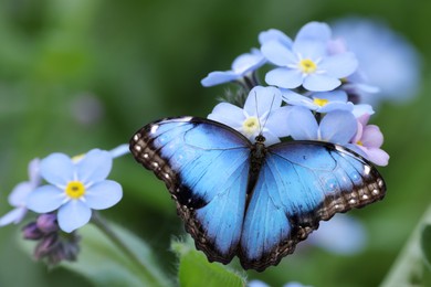 Image of Beautiful butterfly on forget-me-not flower in garden, closeup