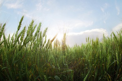 Photo of Beautiful view of wheat field, fish eye effect