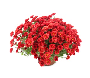 Photo of Beautiful chrysanthemum flowers in pot on white background