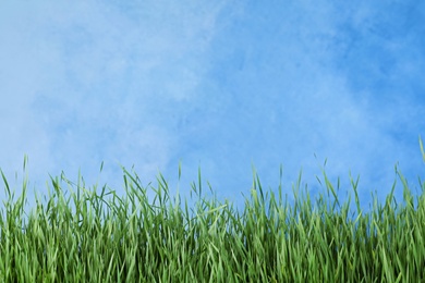 Photo of Fresh green grass near blue fence. Space for text