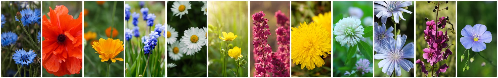 Image of Collage with photos of different beautiful wild flowers