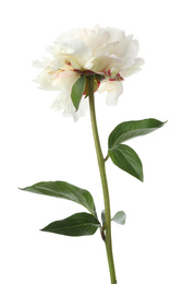 Photo of Beautiful fragrant peony flower isolated on white