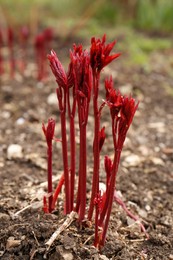 Photo of Beautiful peony sprouts growing in garden. Spring flower