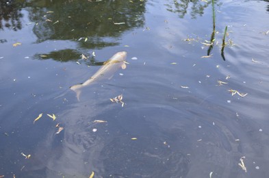 Photo of Beautiful koi carp swimming in pond outdoors