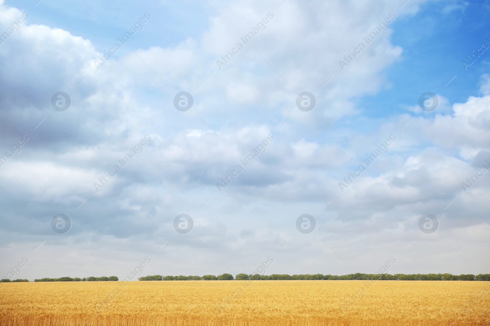 Photo of Wheat grain field on sunny day. Cereal farming