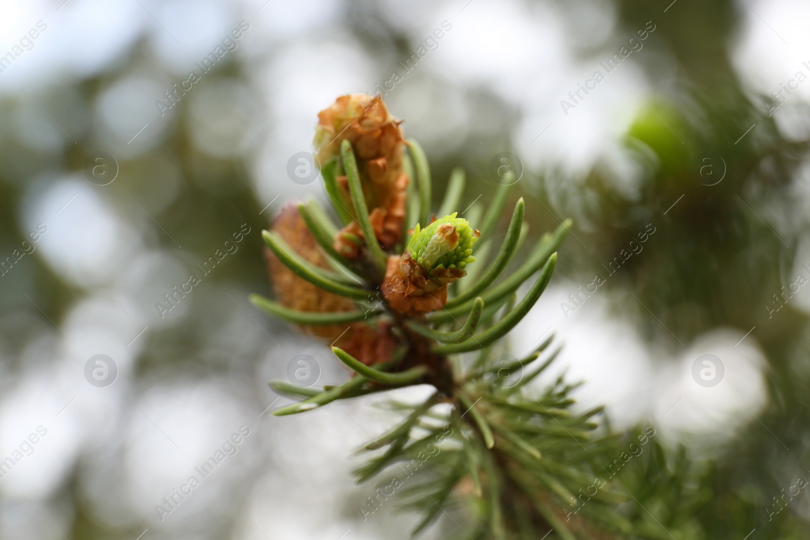 Photo of Beautiful branch of coniferous tree, closeup view