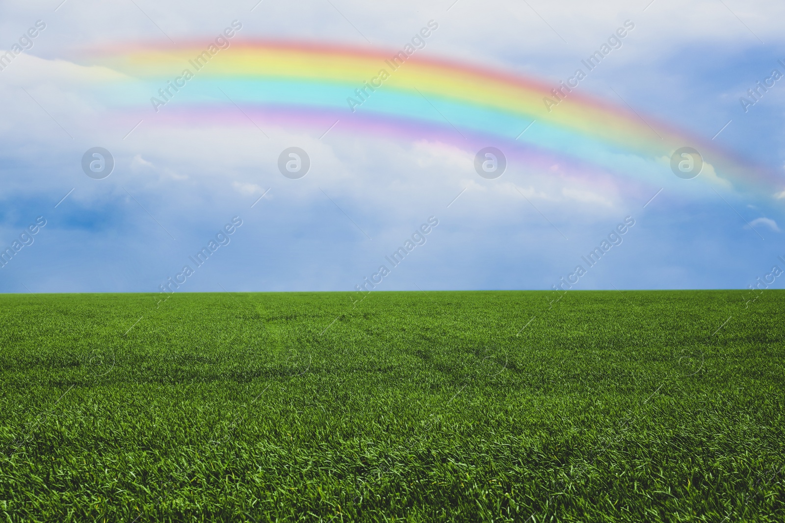 Image of Beautiful rainbow in blue sky over green field on sunny day