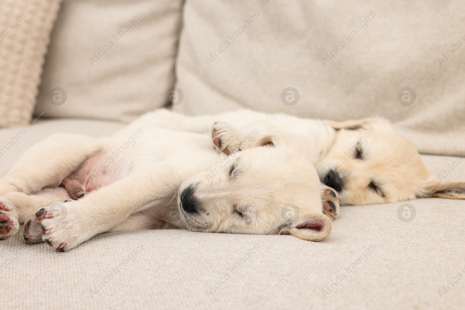 Photo of Cute little puppies sleeping on beige sofa
