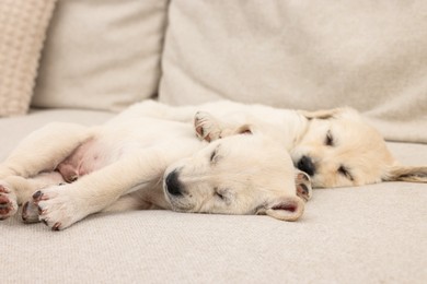Cute little puppies sleeping on beige sofa