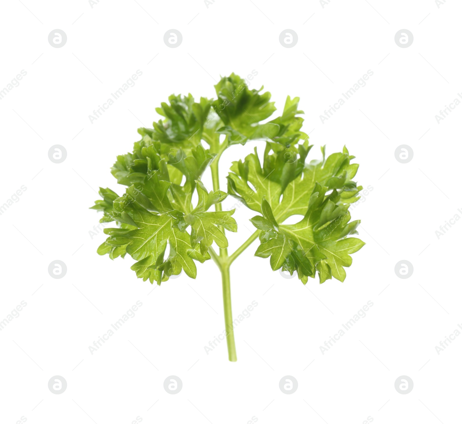 Photo of Fresh green curly parsley on white background