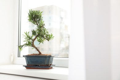 Photo of Japanese bonsai plant on window sill. Creating zen atmosphere at home