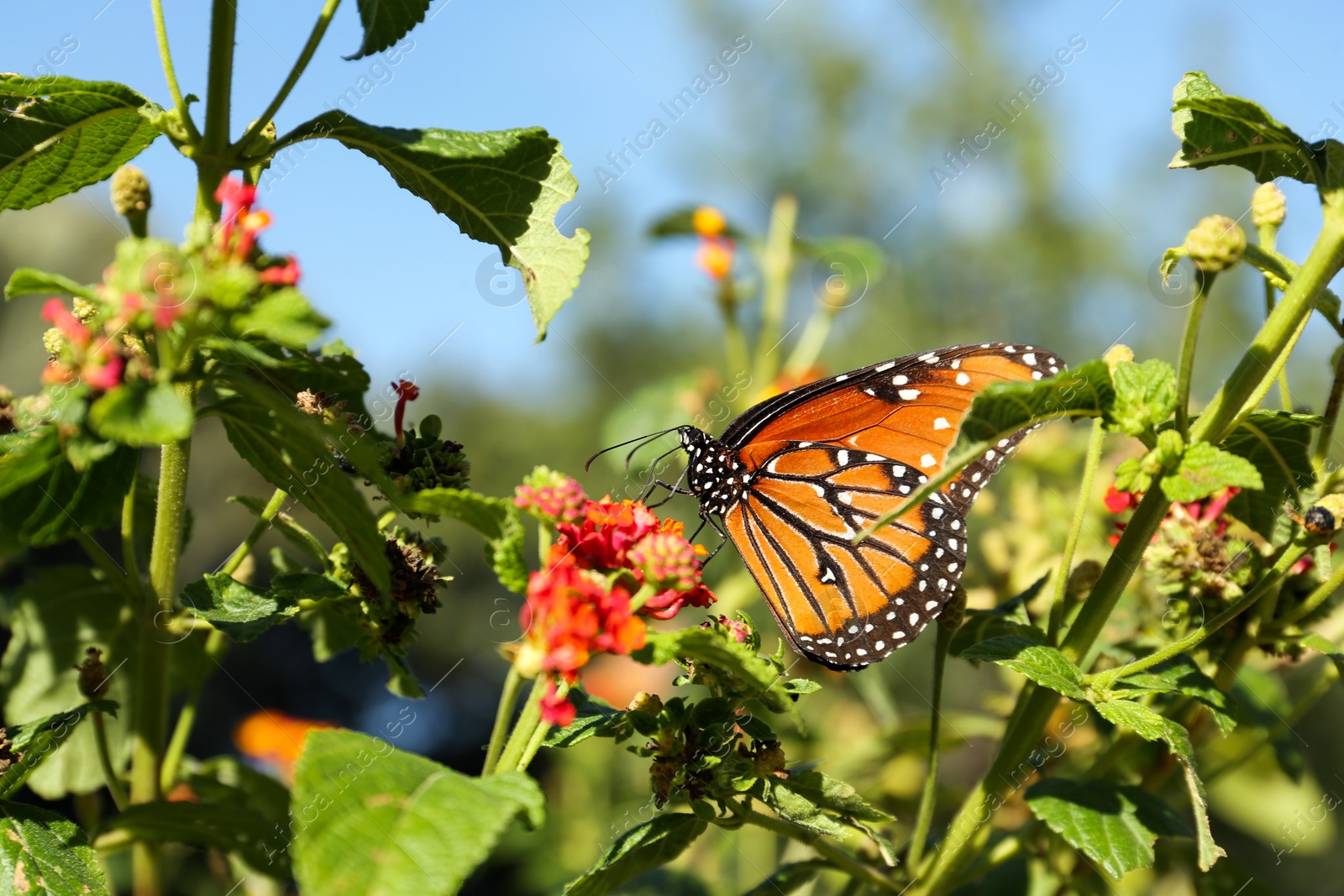 Photo of Beautiful orange Monarch butterfly on plant outdoors