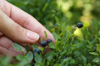 Woman picking up bilberries in forest, closeup