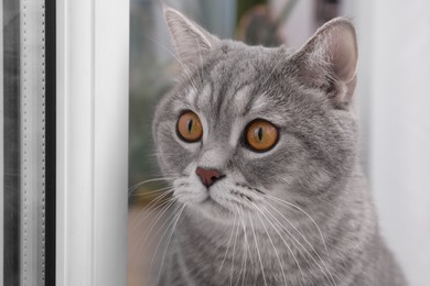 Photo of Cute Scottish straight cat near window indoors, closeup