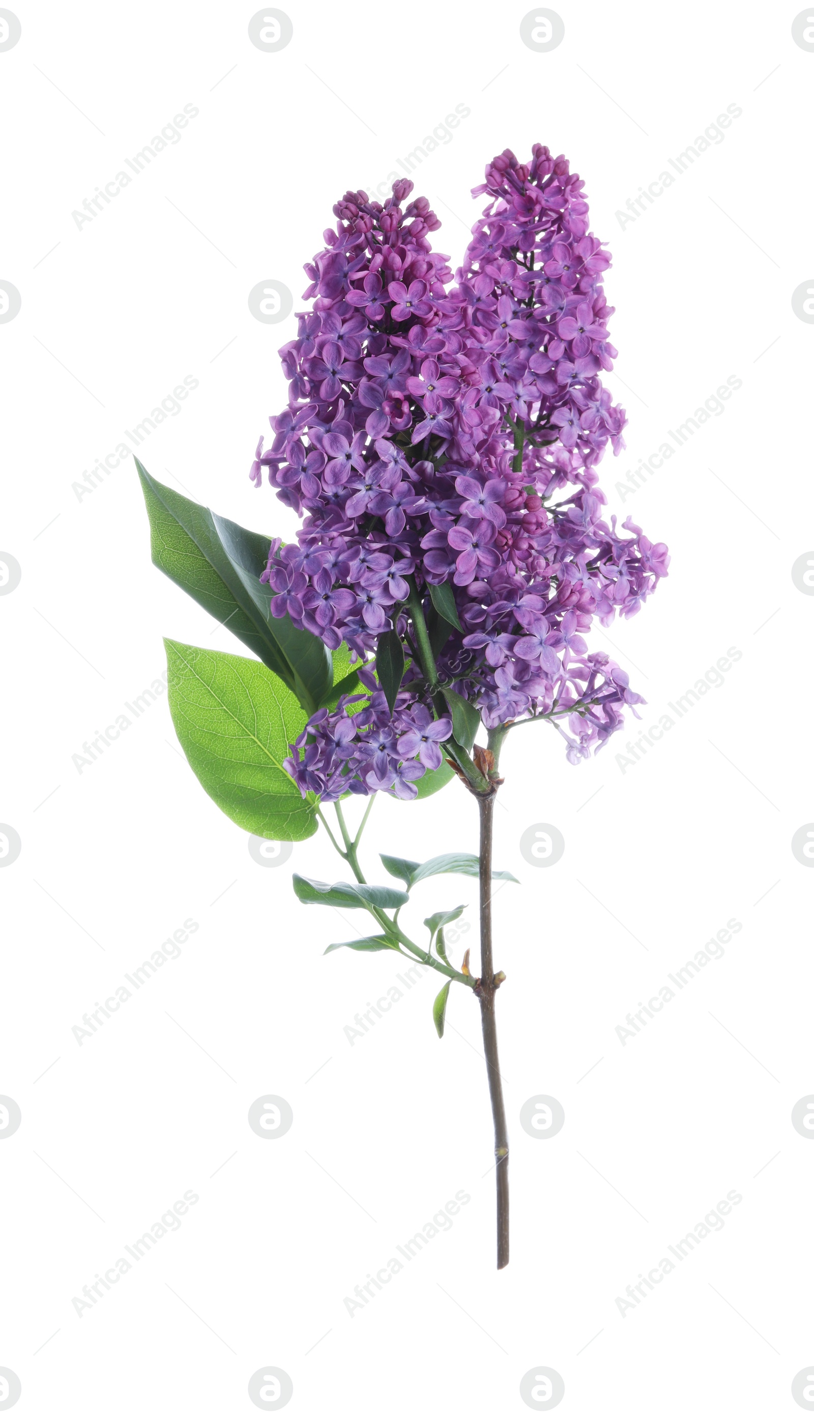 Photo of Beautiful blossoming lilac branch with leaves isolated on white