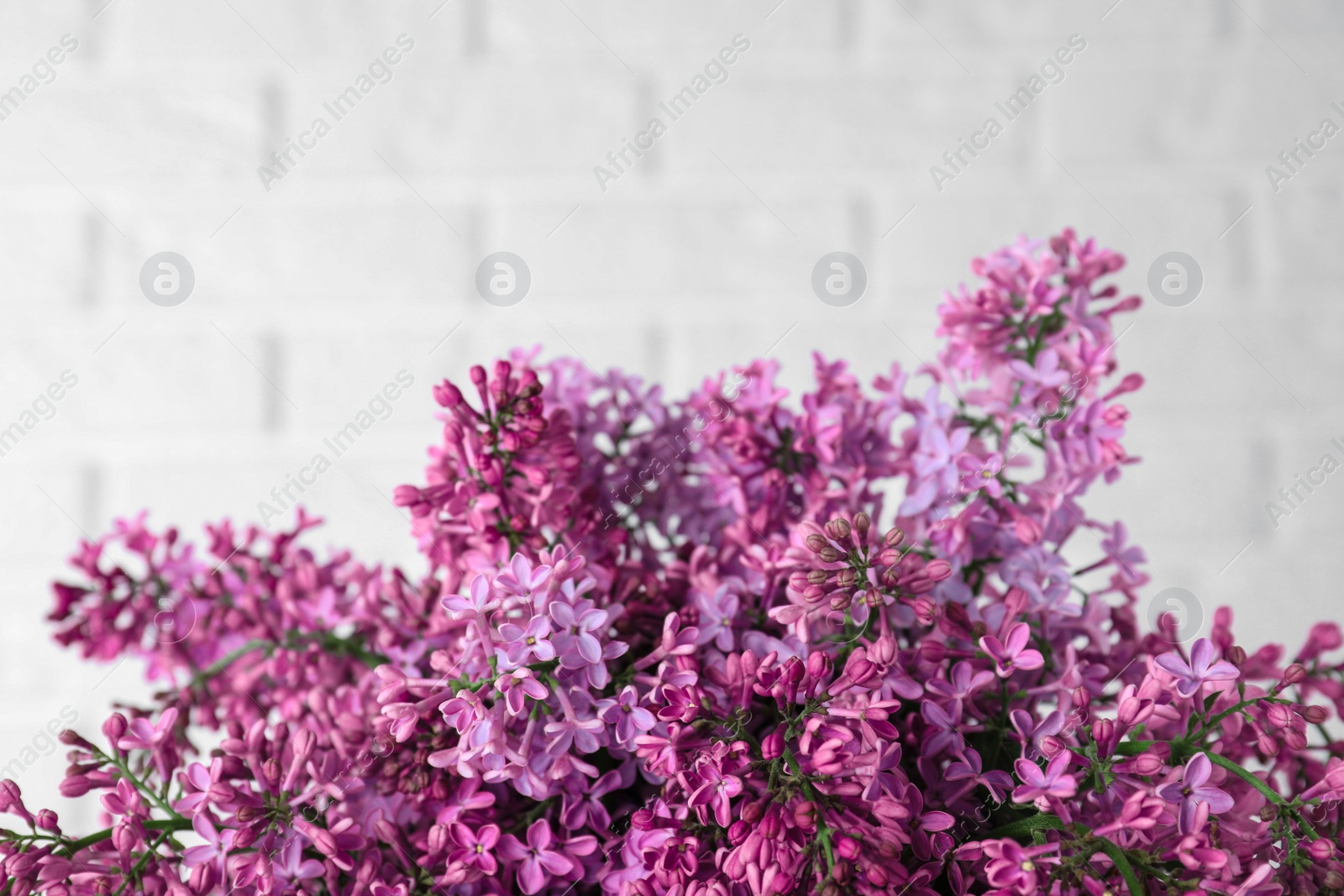 Photo of Blossoming lilac flowers on light background, closeup. Space for text