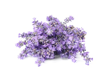 Beautiful tender lavender flowers on white background