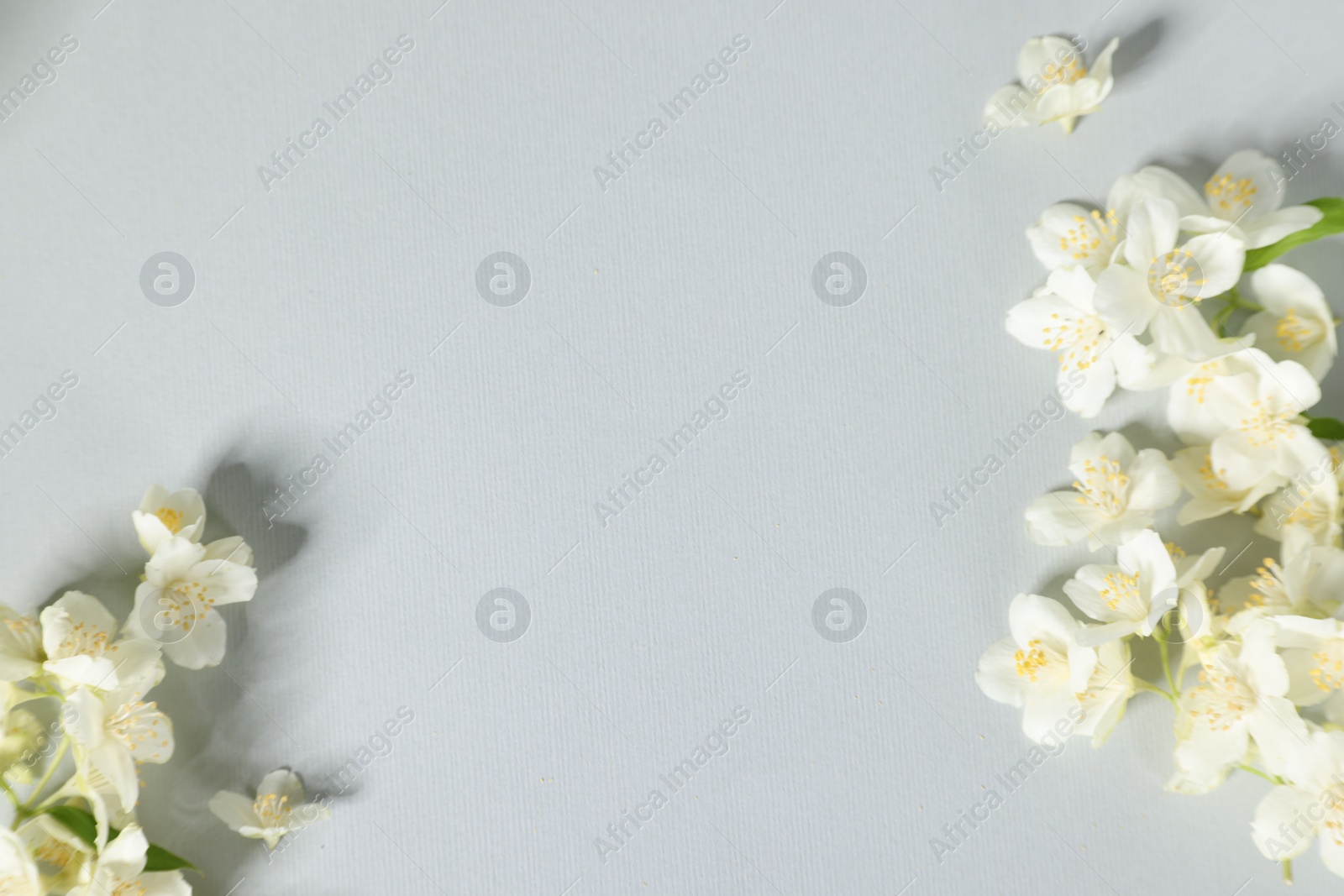 Photo of Beautiful jasmine flowers on grey background, flat lay. Space for text