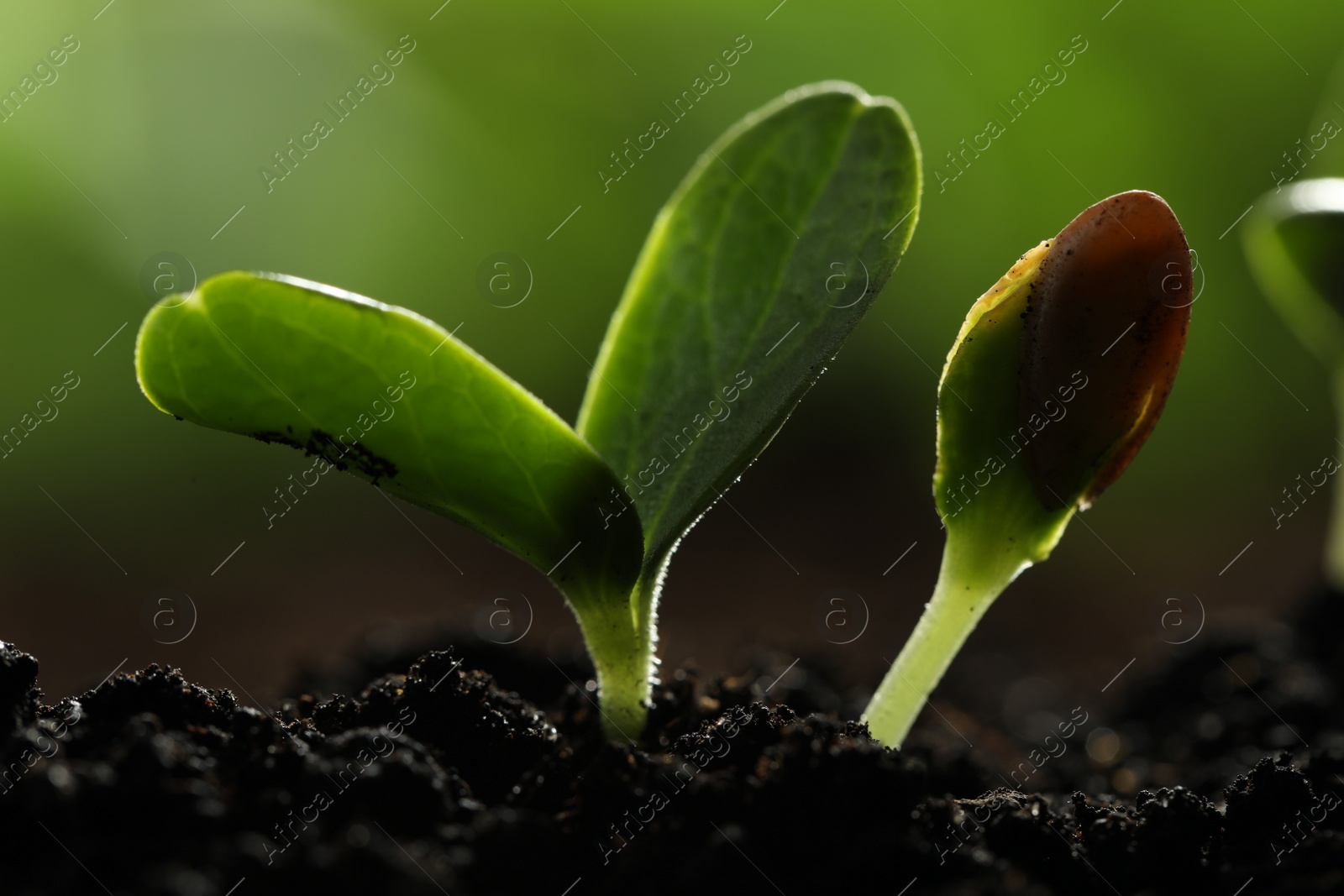 Photo of Young vegetable seedlings growing in soil outdoors, closeup