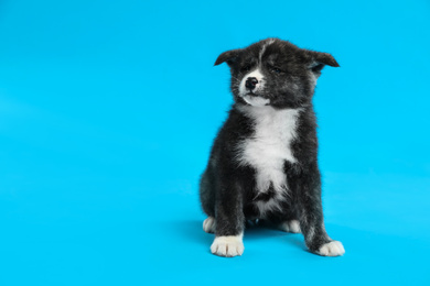 Photo of Cute Akita inu puppy on light blue background, space for text. Friendly dog