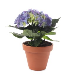 Photo of Beautiful blooming hydrangea flower in pot on white background