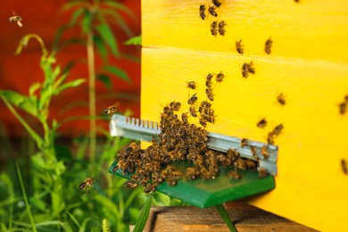 Photo of Closeup view of wooden hive with honey bees on sunny day